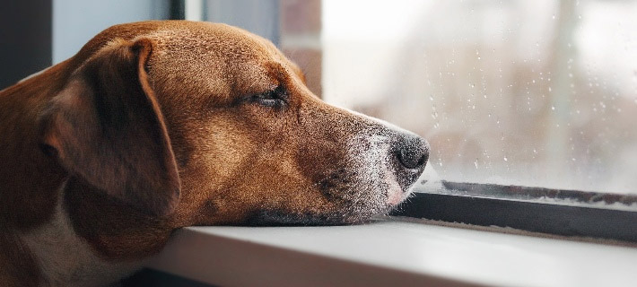 Ar mano augintinis vienišas? Ženklai ir tai, ką galite padaryti