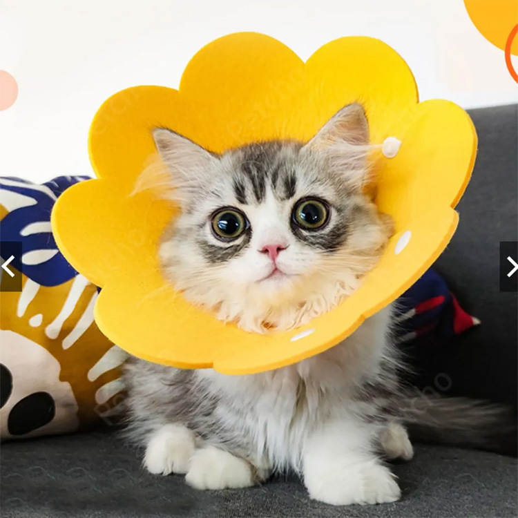 PET CONE ELIZABETH jautė apsauginį atkūrimo šuns katės apykaklę